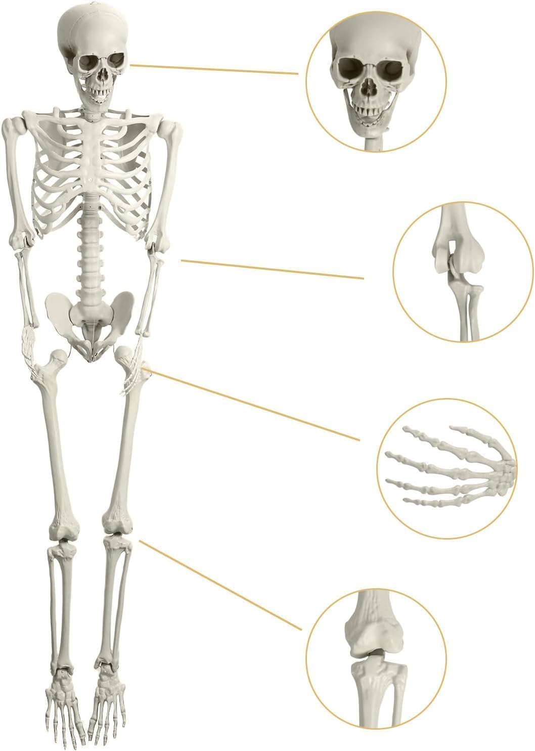 5.4ft Posable Plastic Skeleton N64526