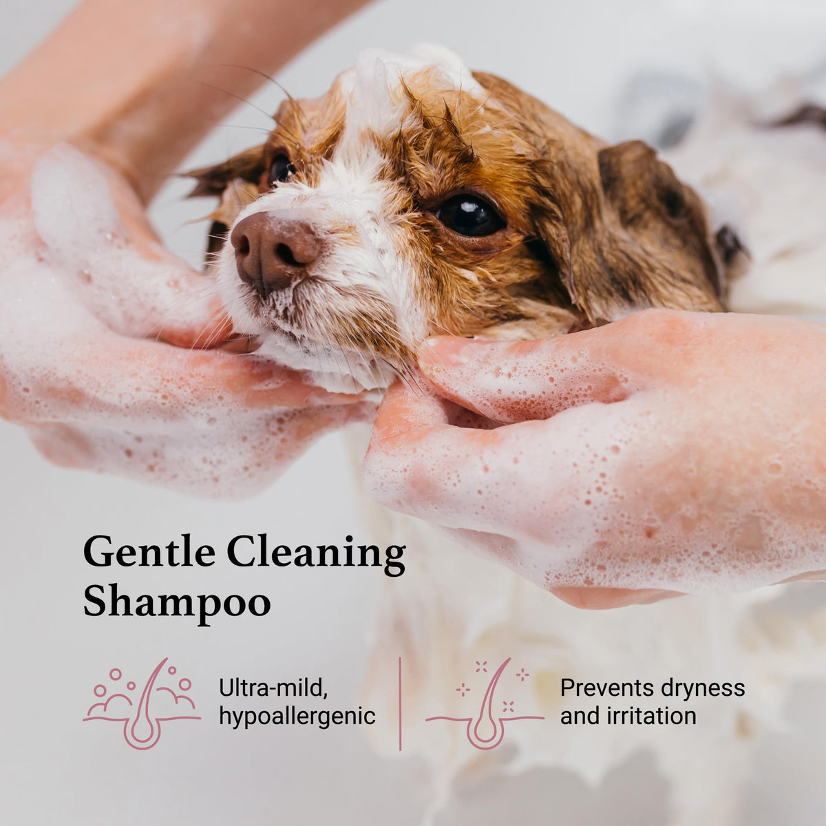 Tearless Facial Dog Shampoo V67232