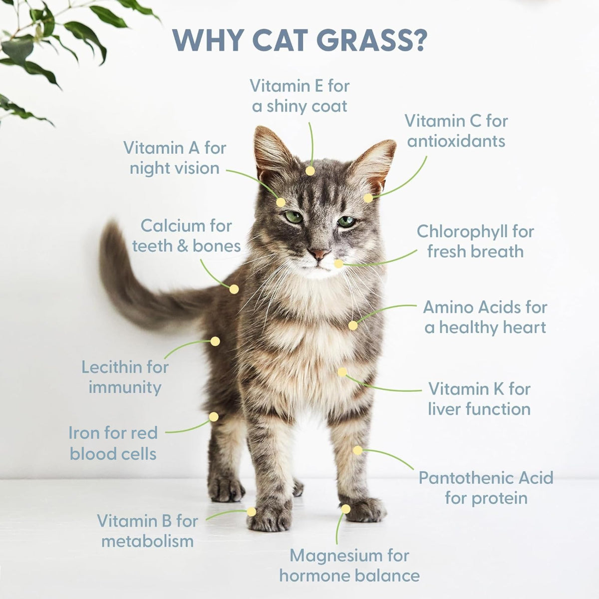 100% Organic Cat Grass Seed 8oz G919131