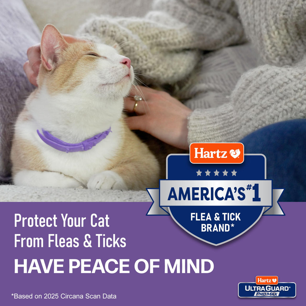 Flea & Tick Collar for Cats & Kittens 2 Pack H60219