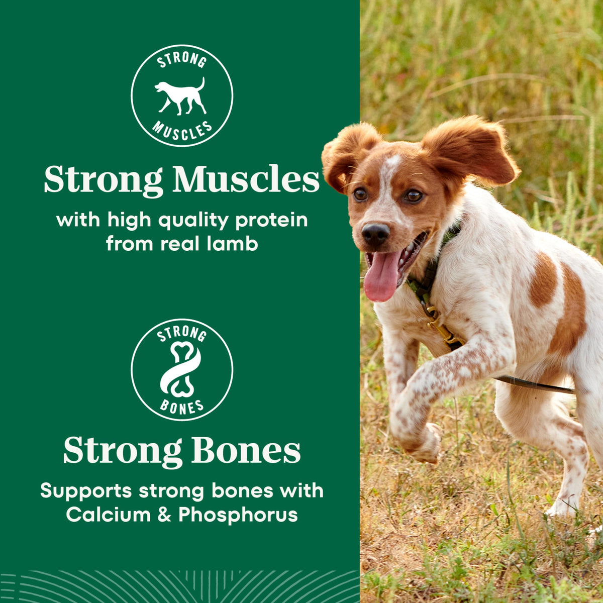 Chicken & Rice Dry Dog Food Z9267