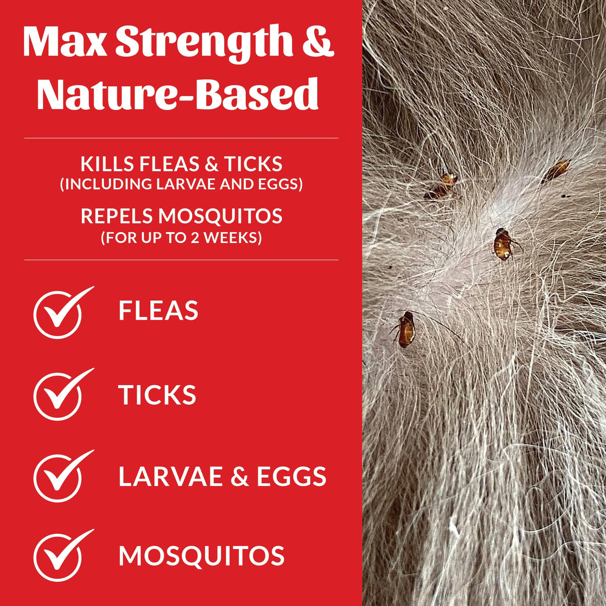 Natural Flea and Tick Dog Shampoo 16 oz L3383
